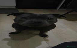 Staffordshire Bull Terrier dogs for sale: KC STAFFORDSHIRE BULL TERRIER CHAMPION BLOODLINES  - Image 2