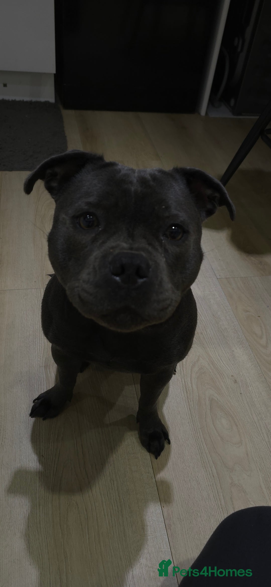 Staffordshire Bull Terrier dogs for sale: KC STAFFORDSHIRE BULL TERRIER CHAMPION BLOODLINES  - Image 2