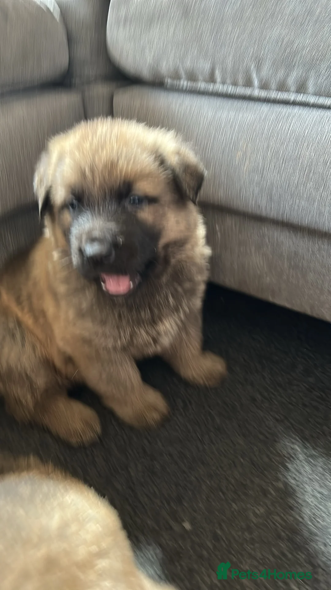 Shepsky dogs for sale: German shepherd husky x German shepherd  - Advert 2