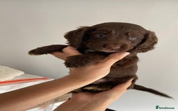Cocker Spaniel dogs for sale: Beautiful Cocker Spaniel Puppies - Image 6