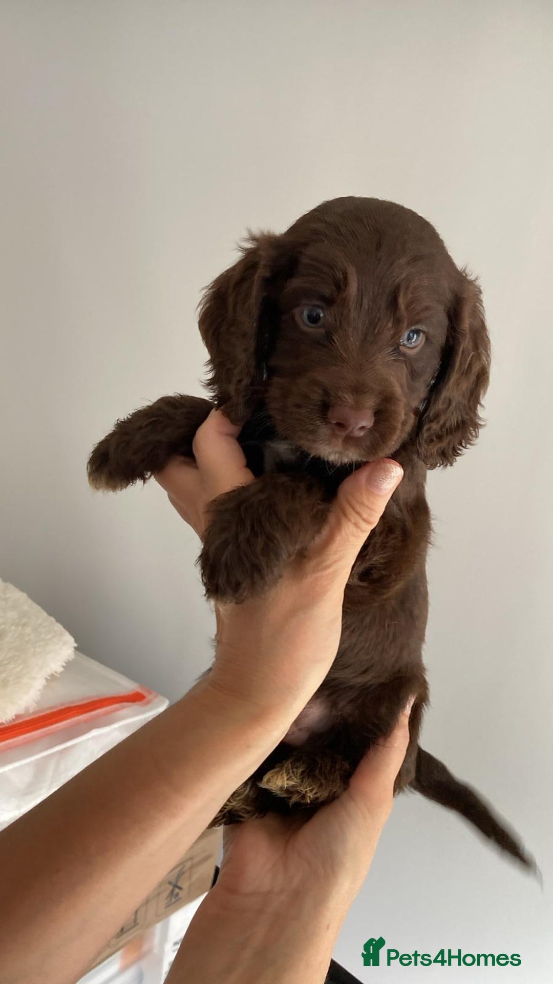 Cocker Spaniel dogs for sale: Beautiful Cocker Spaniel Puppies - Image 6