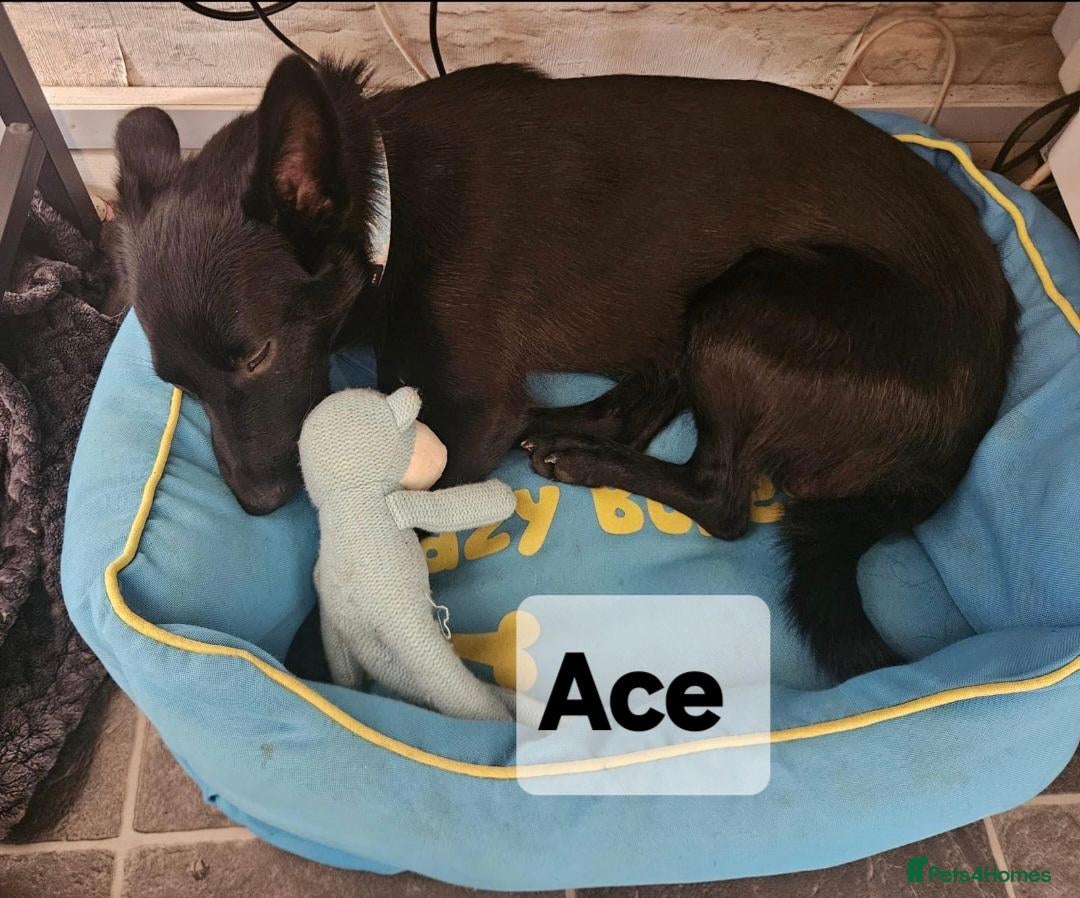 Mixed Breed dogs ACE, OLLIE & CHESTERLOOKING FOR THEIR HOMES - Advert 5