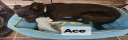 Mixed Breed dogs for sale: ACE, OLLIE & CHESTERLOOKING FOR THEIR HOMES - Advert 1