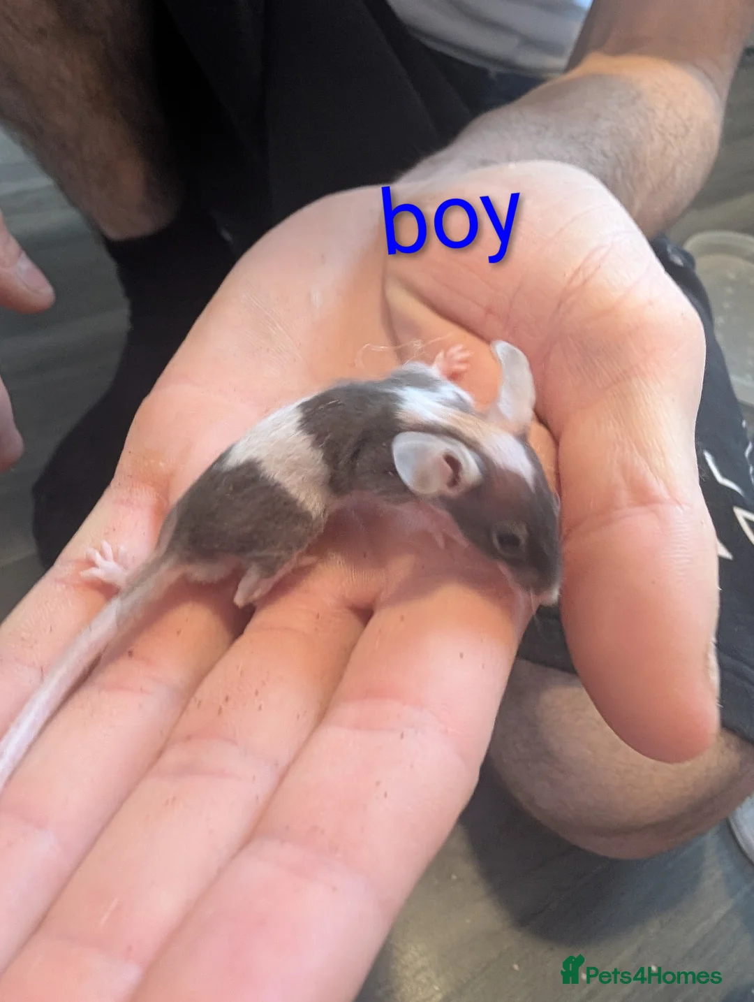 Mouse rodents for sale: Baby fancy mice - Advert 2