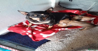 Miniature Pinscher dogs - Advert 14