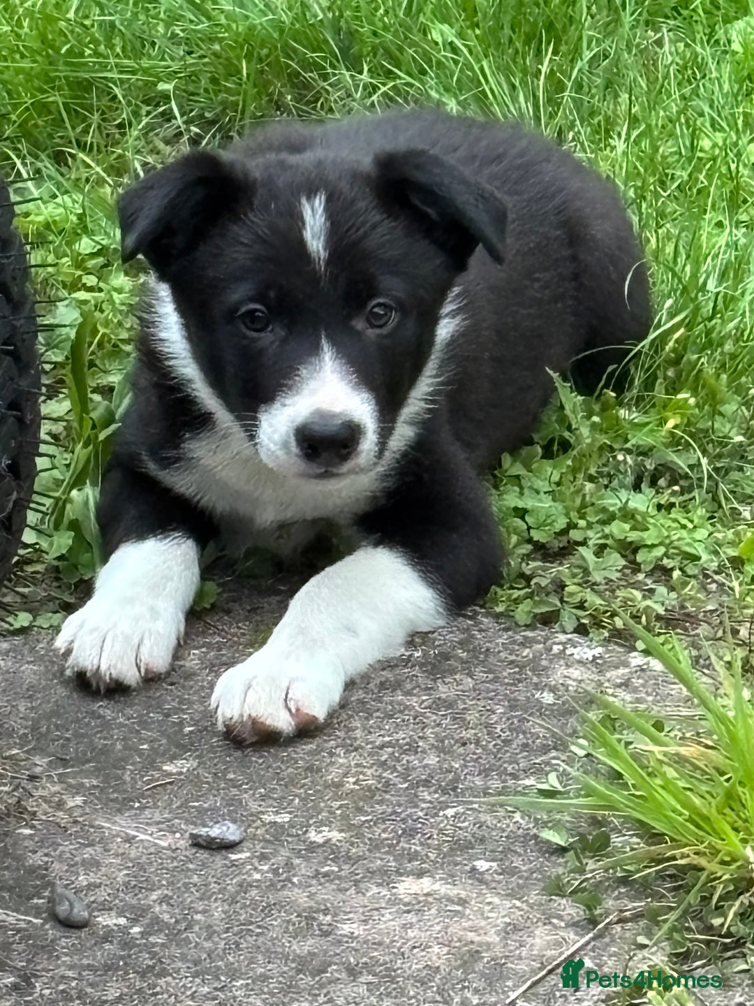 Border Collie dogs for sale: Dog pup  - Image 2