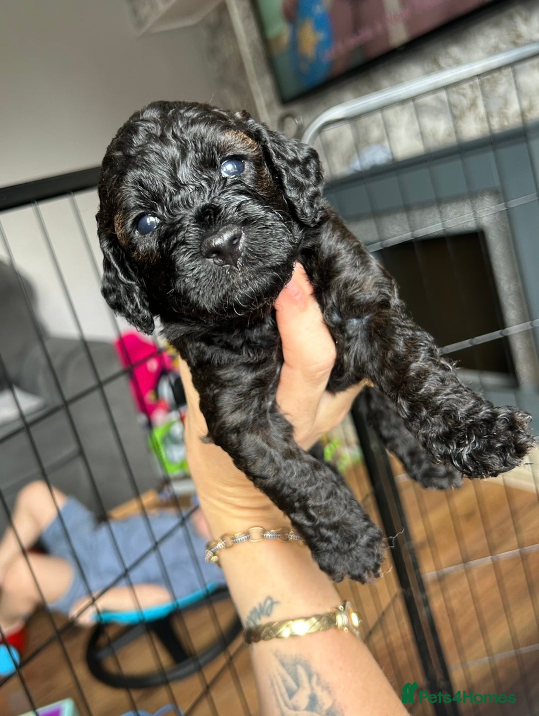 Cockapoo dogs for sale: F1b Cockapoo  - Image 5