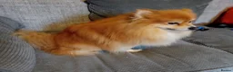 Pomeranian dogs for sale: Pomeranian puppys in Skegness - Advert 6
