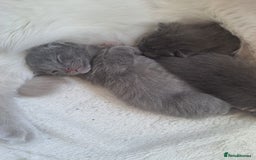 Mixed Breed cats for sale: Mix Russian and ragdoll - Image 3