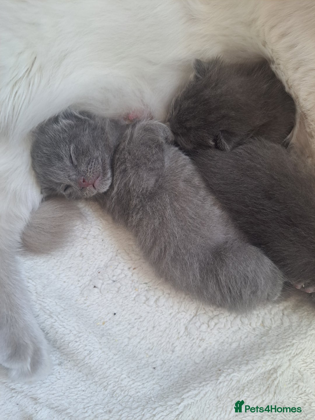 Mixed Breed cats for sale: Mix Russian and ragdoll - Image 3