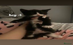 Mixed Breed cats for sale: beautiful kittens for sale(deposit required) - Image 11