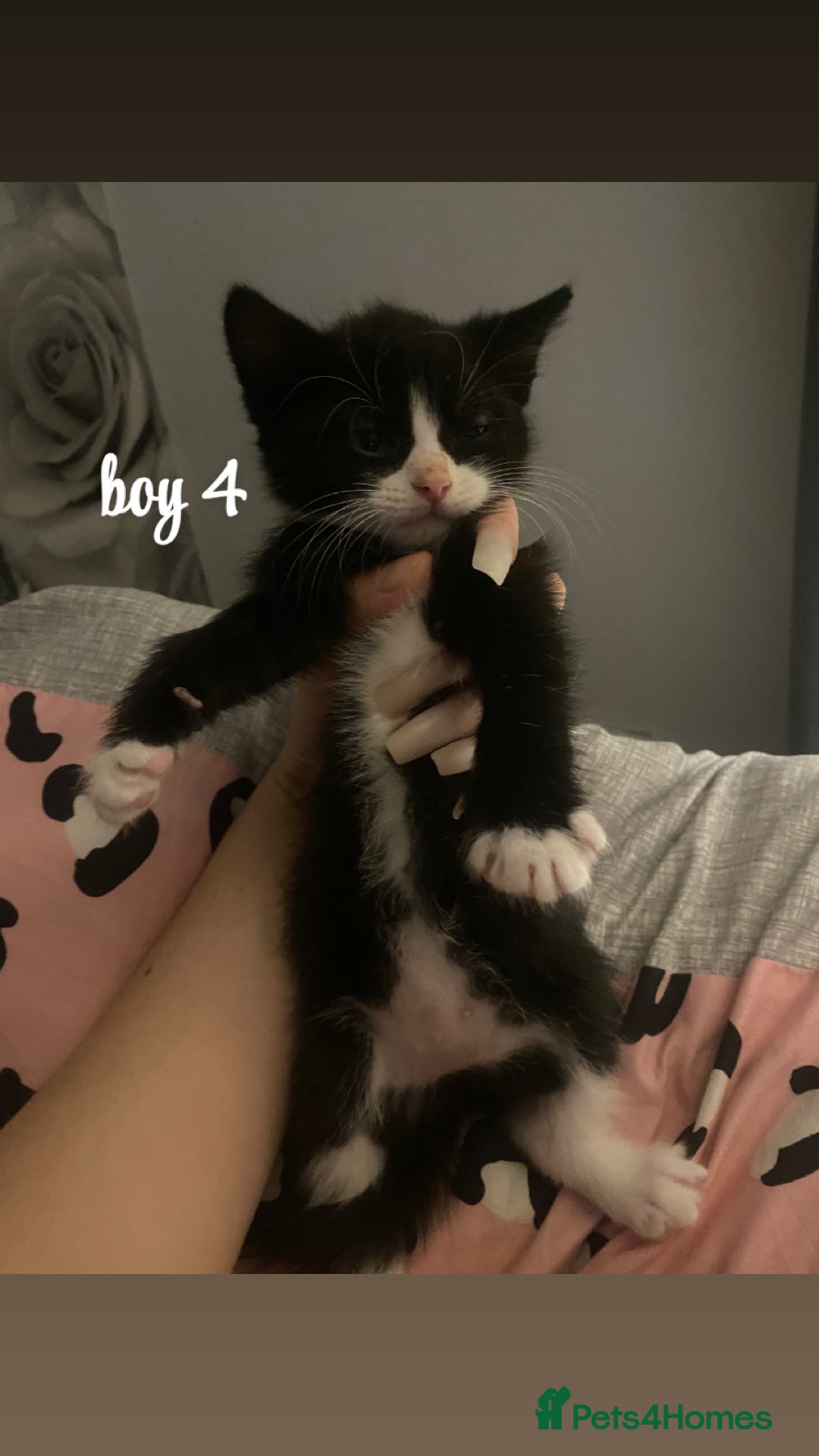 Mixed Breed cats for sale: beautiful kittens for sale(deposit required) - Image 11