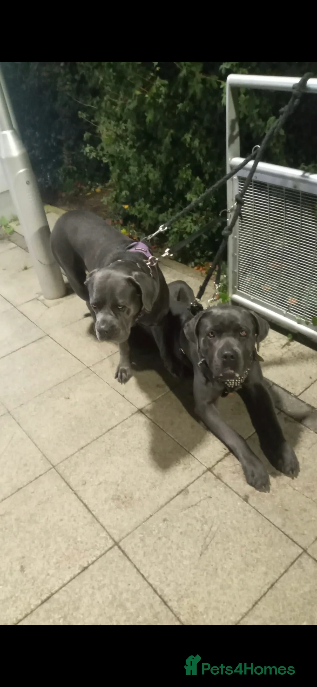 Cane Corso dogs for sale: Beautiful Girl looking for a new home - Advert 9