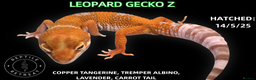 Leopard Gecko reptiles for sale: BABY LEOPARD GECKOS!! - Advert 8