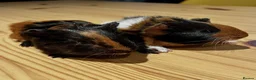 Guinea Pig rodents for sale: 2 Baby boy guinea pigs  - Advert 2