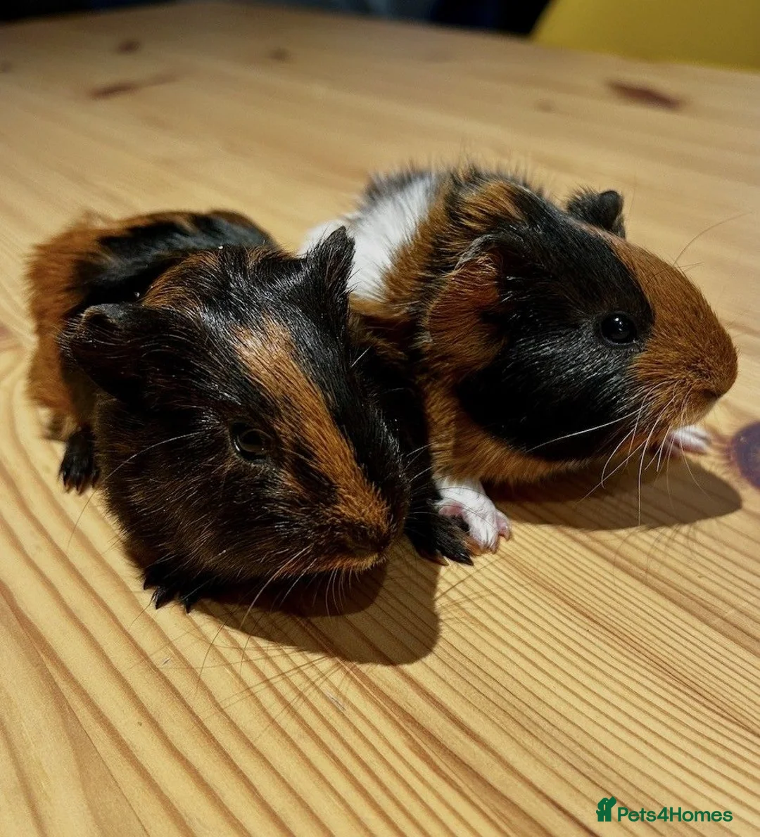 Guinea Pig rodents for sale: 2 Baby boy guinea pigs  - Advert 2