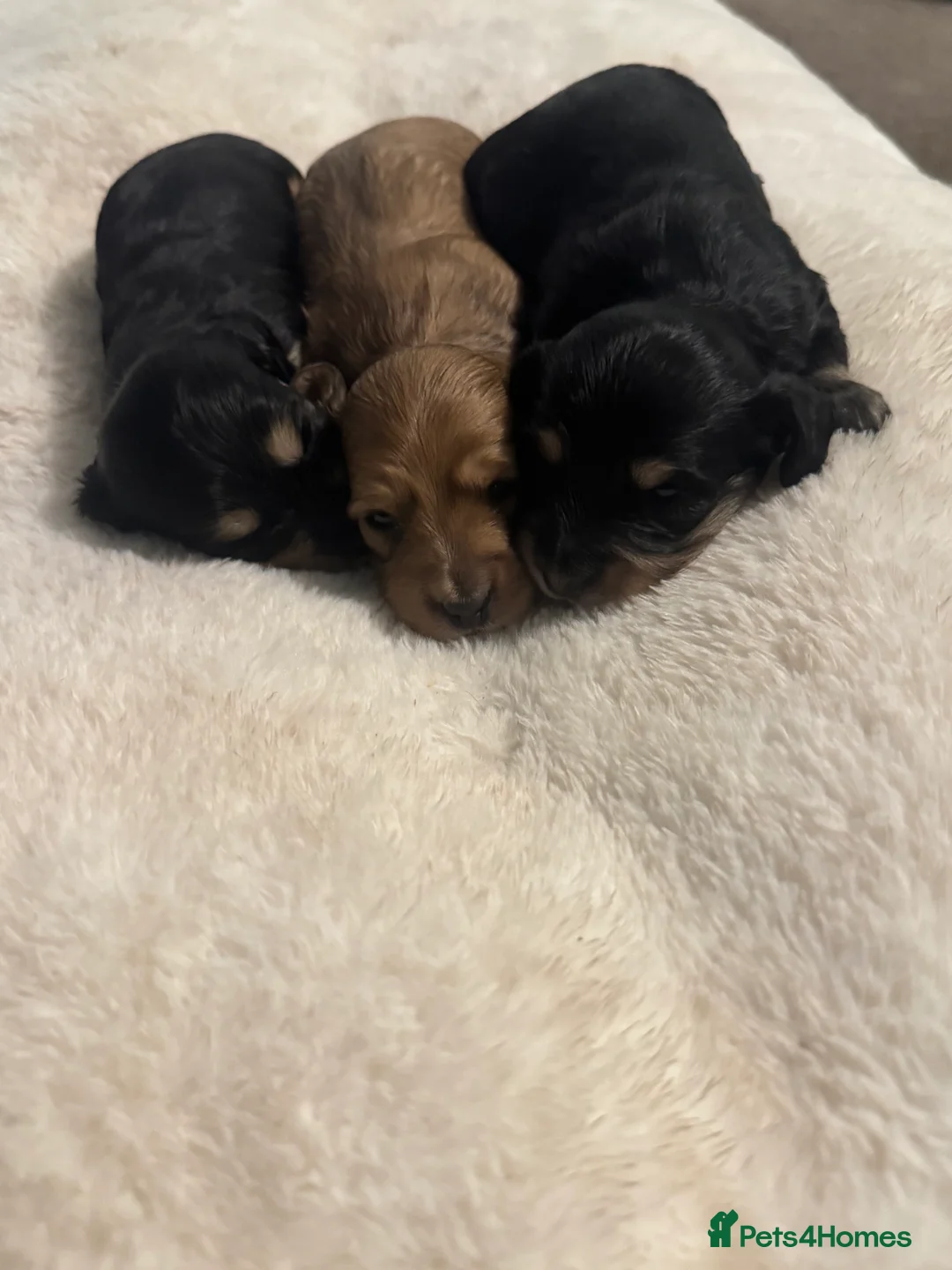 Miniature Dachshund dogs for sale: KC MINIATURE LONG HAIR PUPPYS, CREAM/BLACK & CREAM - Advert 11