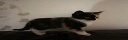 Mixed Breed cats for sale: One gorgeous kitten left  - Advert 2