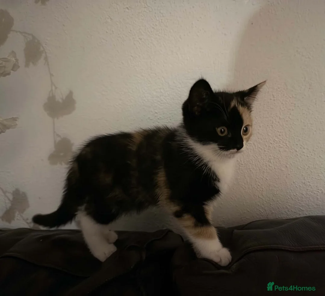 Mixed Breed cats for sale: One gorgeous kitten left  - Advert 2
