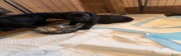 Cockerdor dogs for sale: Last Male Cockerdor 🐾🐶 - Advert 1