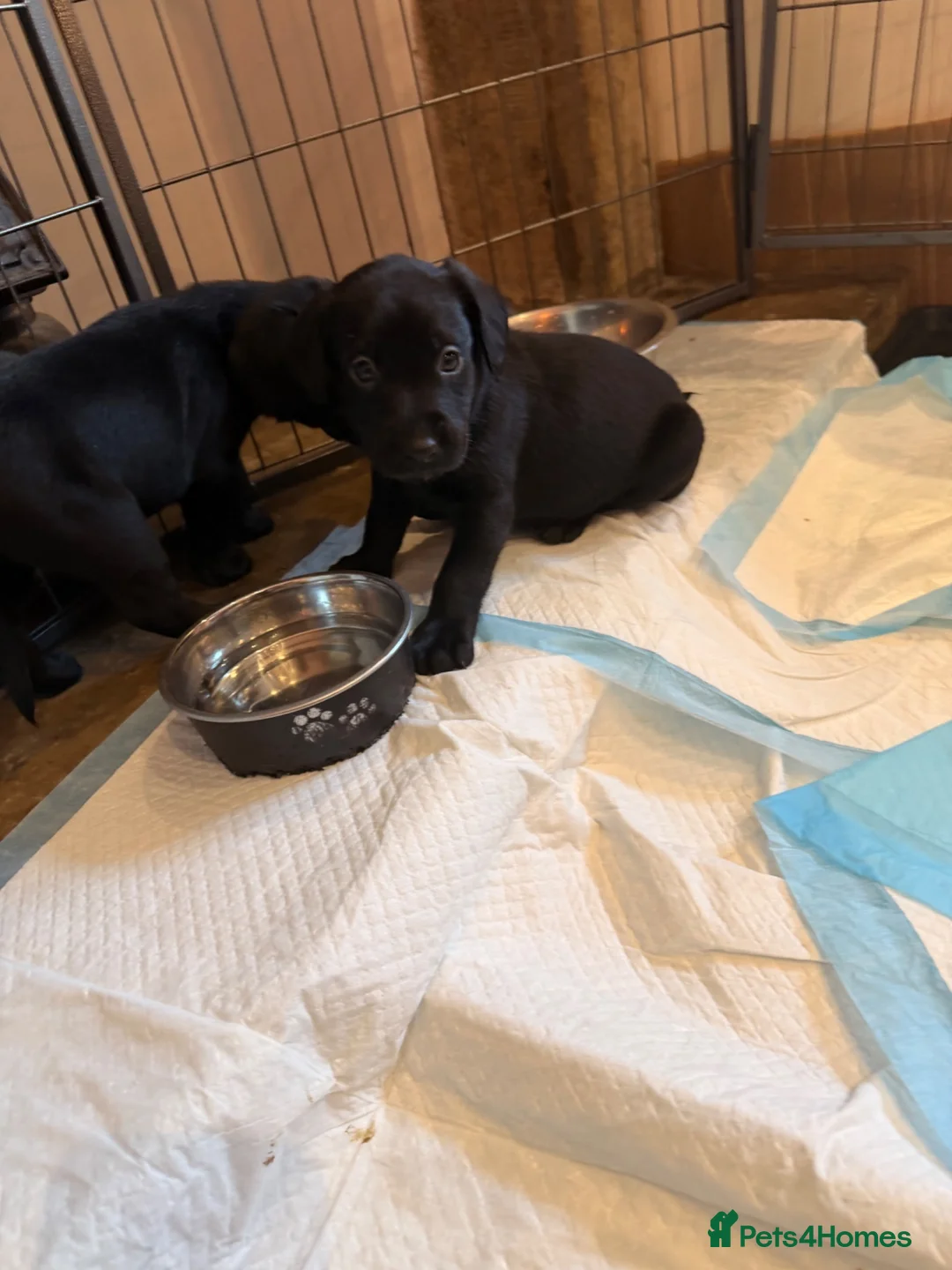 Cockerdor dogs for sale: Last Male Cockerdor 🐾🐶 - Advert 1