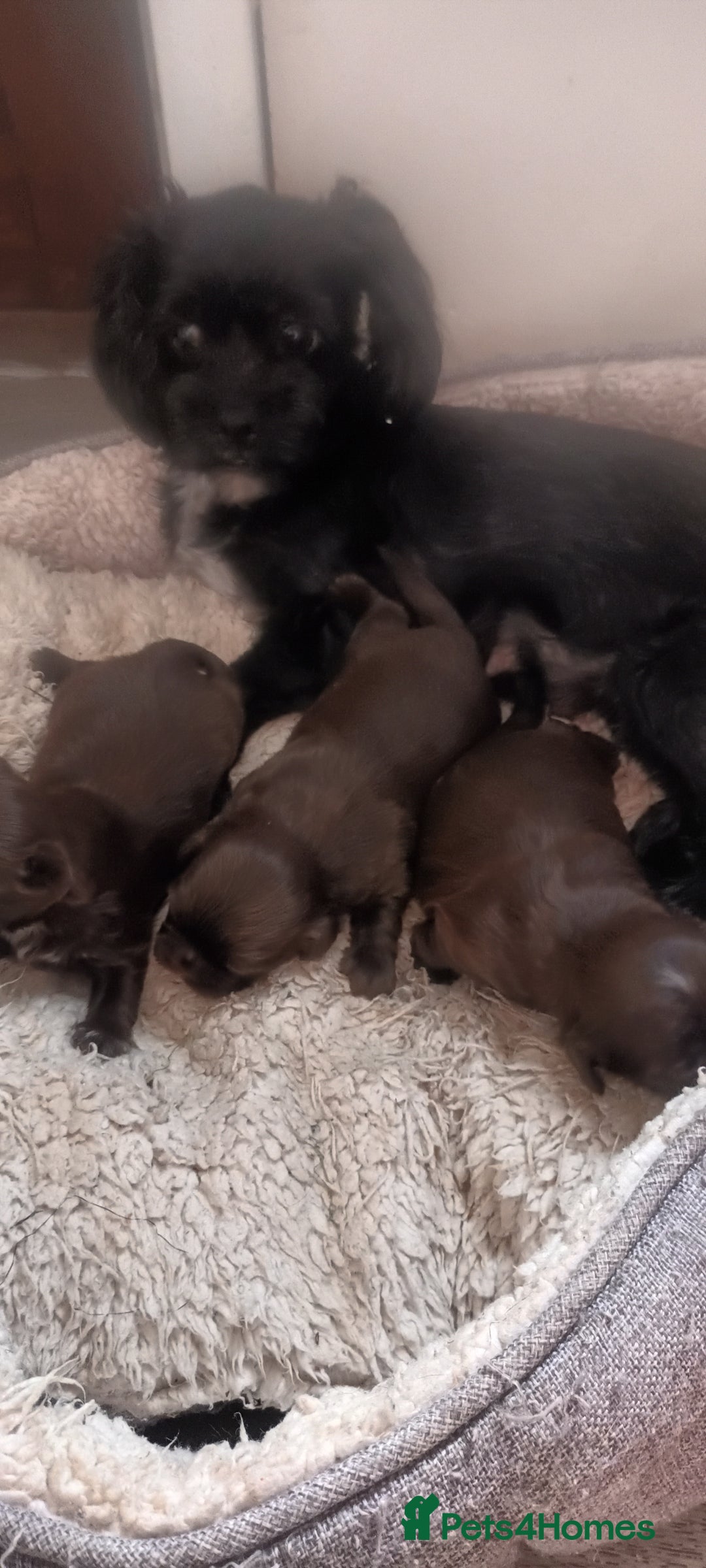 Shihpoo dogs for sale: Shihpoo puppies for sale. - Image 2