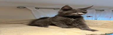 Maine Coon 2