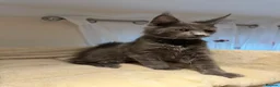 Maine Coon cats for sale: TICA Maine Coon Boy & Girl Ready Now - Advert 13