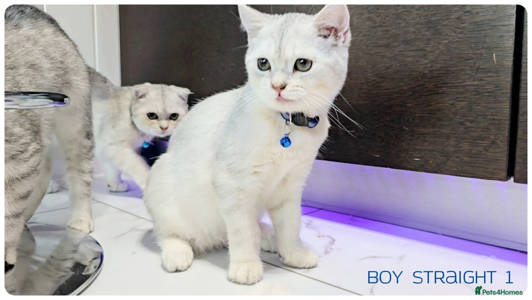 Scottish Fold cats for sale: Scotish Fold Kittens (Delivery available) - Image 6