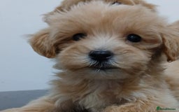 Maltipoo dogs for sale: ✨ F1 Maltipoo Puppies – Tiny, Loving & intelligent - Image 2