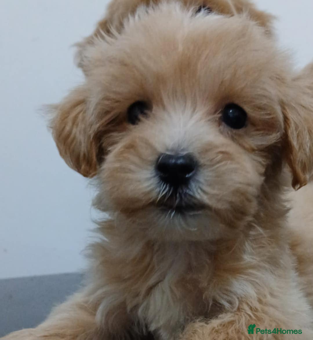 Maltipoo dogs for sale: ✨ F1 Maltipoo Puppies – Tiny, Loving & intelligent - Image 2