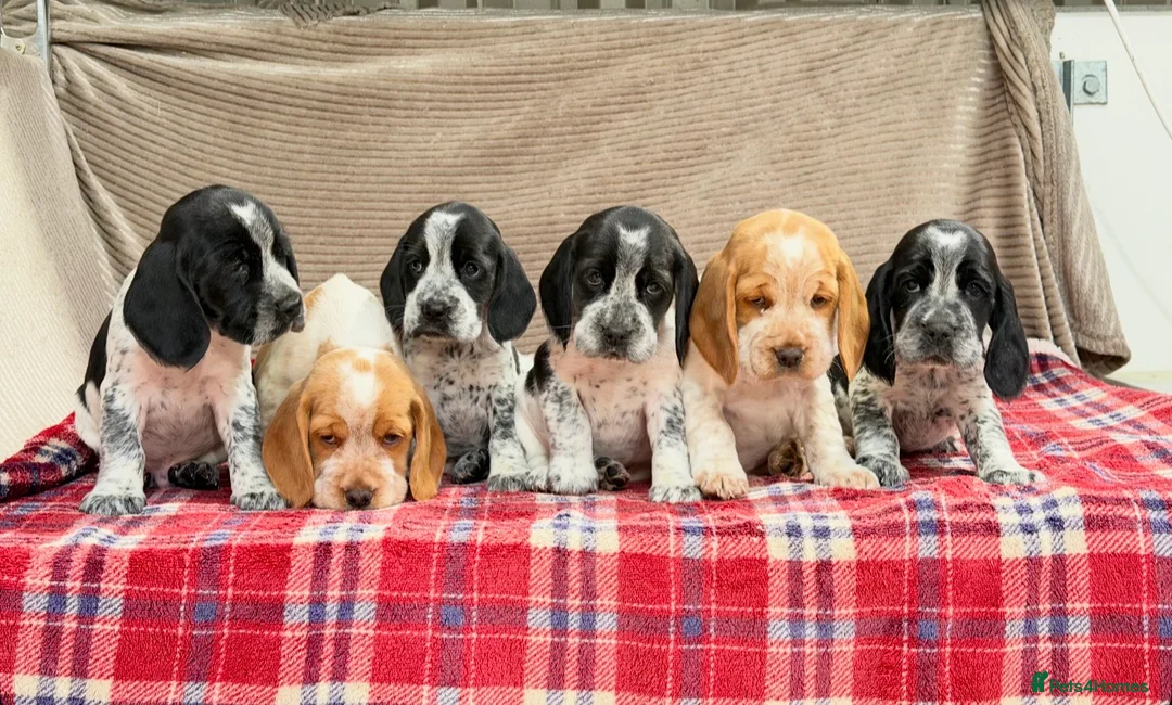 Bocker dogs for sale: STUNNING COCKER X BEAGLE PUPPIES  - Advert 15