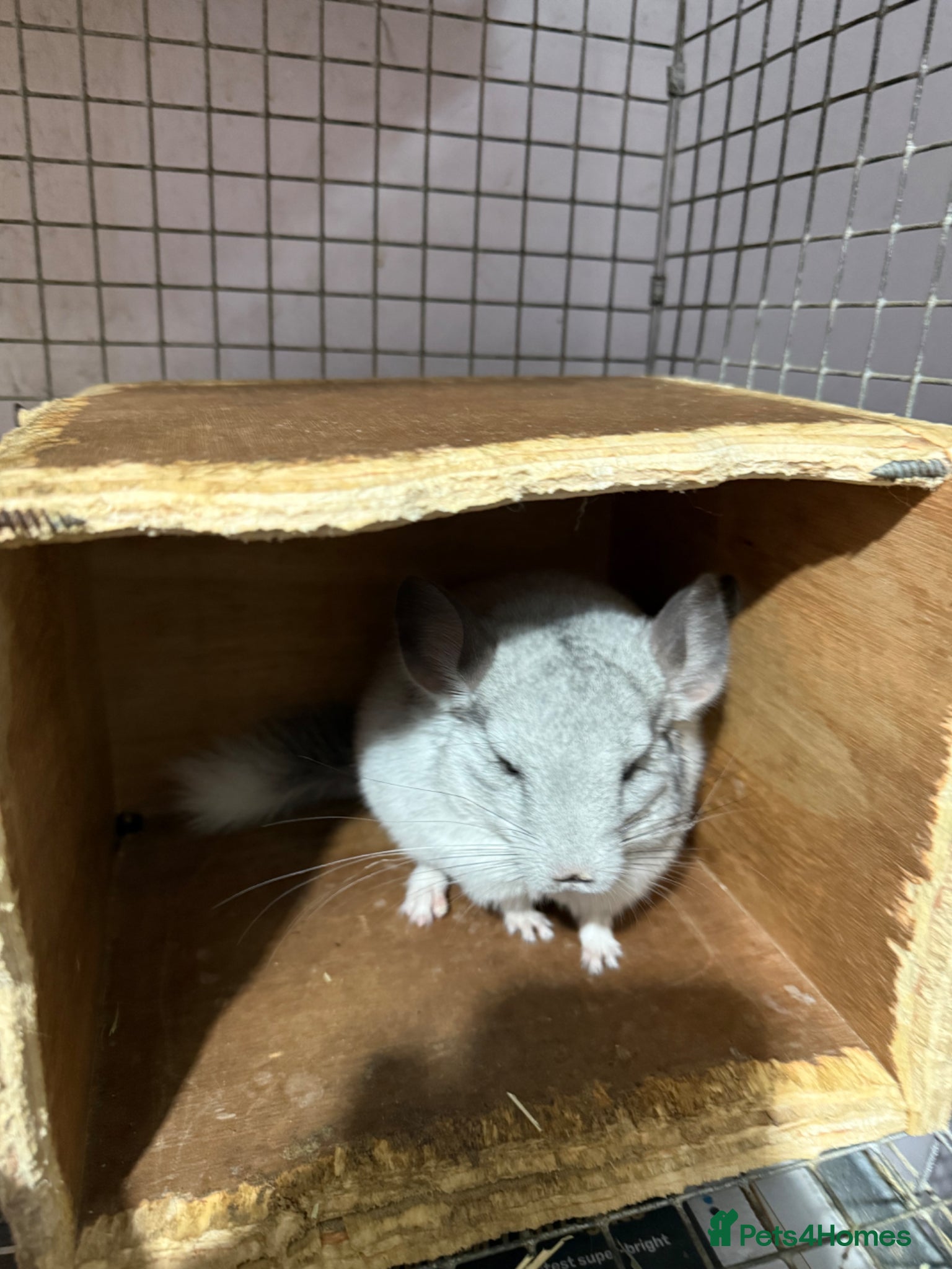 Chinchilla rodents Chinchilla kits  - Advert 2