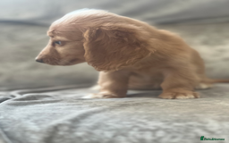 Dachshund dogs for sale: cream KC long haired miniature dachshunds for sale - Image 14