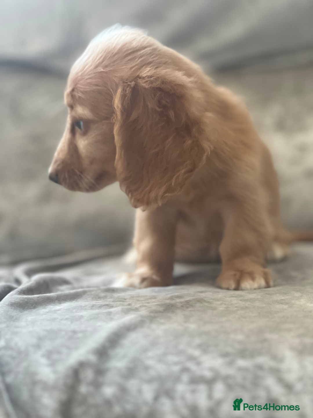 Dachshund dogs for sale: cream KC long haired miniature dachshunds for sale - Image 14