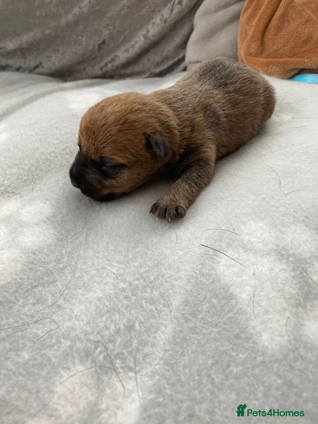 Jack Russell dogs for sale: Traditional jack Russell pups  - Image 9