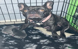 French Bulldog dogs for sale: KC French Bulldog Puppies - Image 7