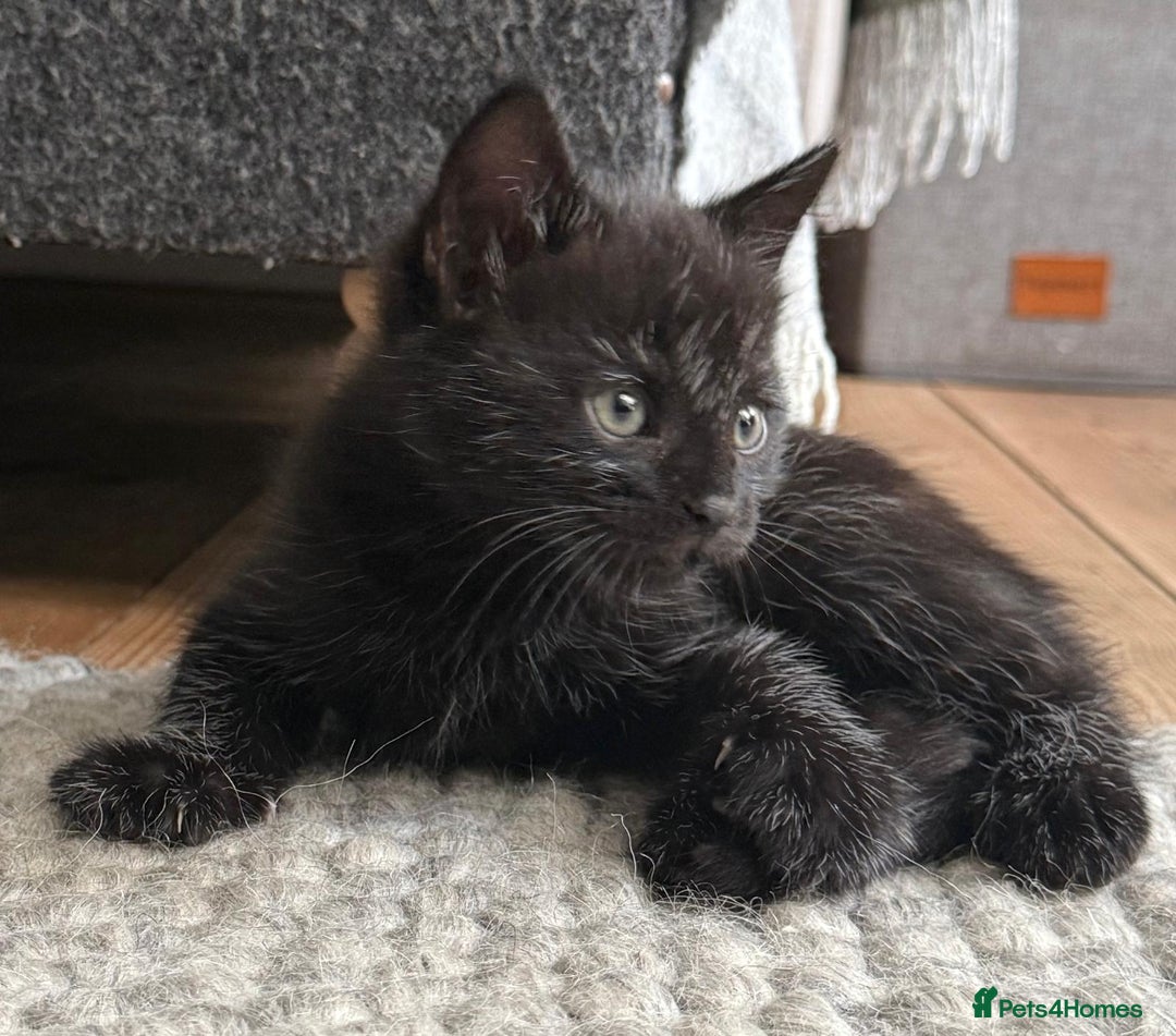 British Longhair cats for sale: Longhair & Shorthair Kittens - Image 16
