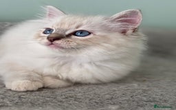 Ragdoll cats for sale: Super Affectionate Ragdoll Kittens Fife Reg - Image 13