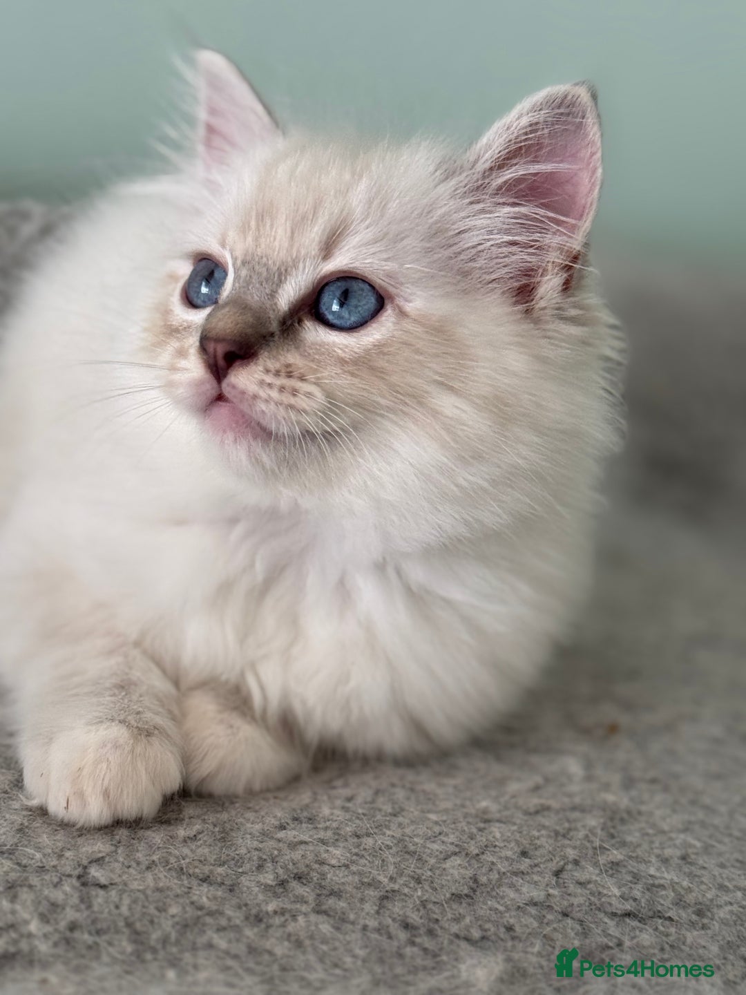 Ragdoll cats for sale: Super Affectionate Ragdoll Kittens Fife Reg - Image 13