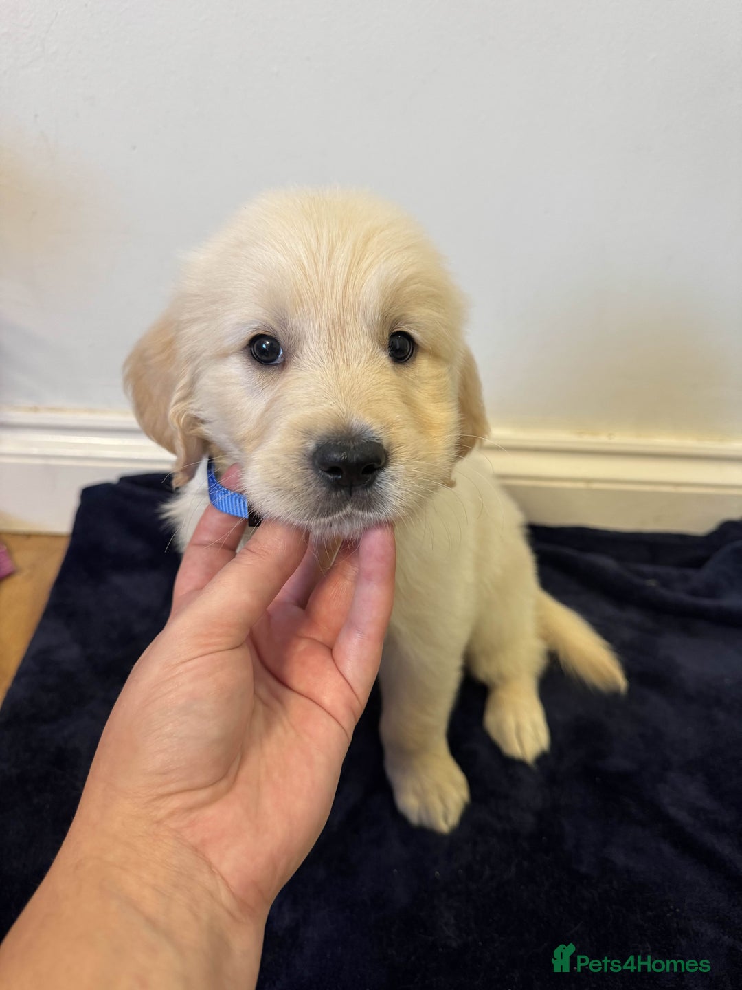 Golden Retriever dogs for sale: Perfect bundles of joy - Image 10