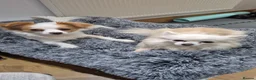 Mixed Breed dogs for sale: Bella- Chihuahua x Papillion (Female) in Liverpool - Advert 6