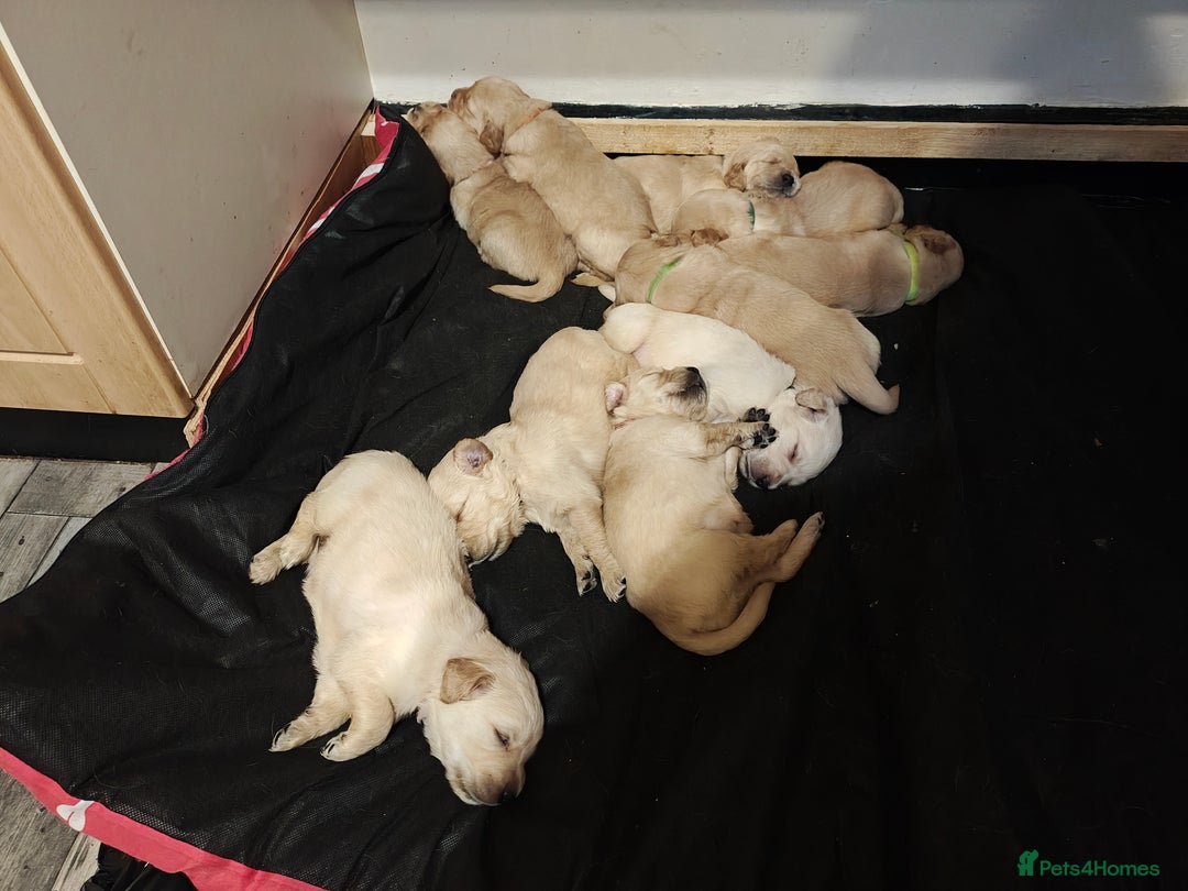 Golden Retriever dogs for sale: 10 Beautiful Golden Retriever puppies  - Advert 6