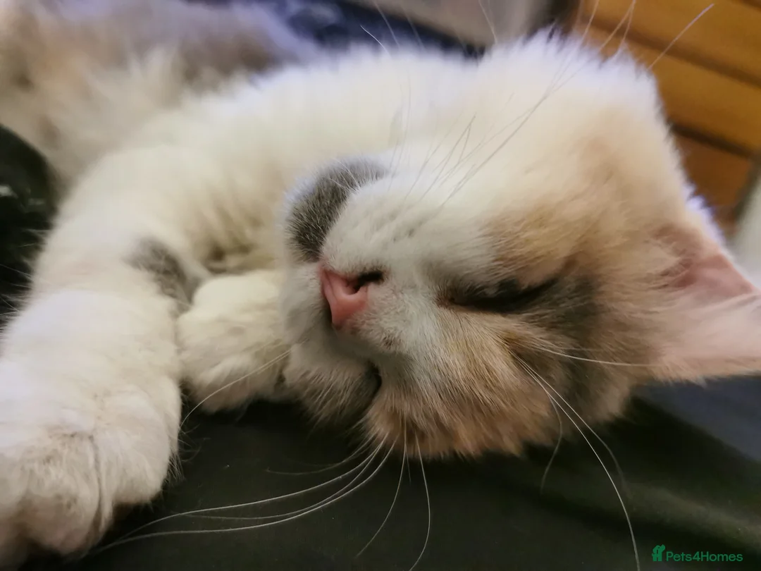 Scottish Fold cats for sale: Female longhair diluted calico Scottish fold  - Advert 6