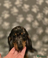 Miniature Dachshund dogs Miniature dachshund - Advert 1