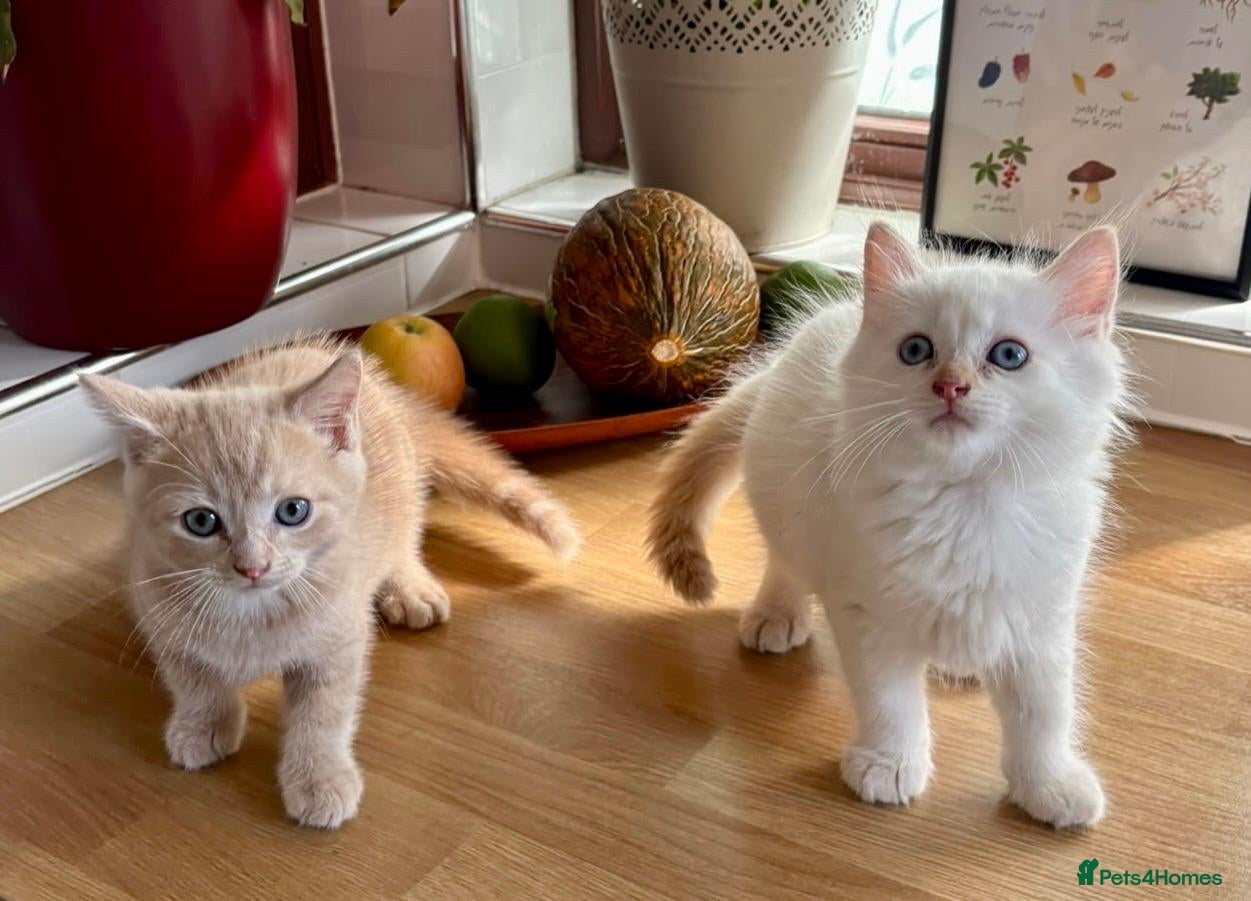 Mixed Breed cats TWO beautiful mixed Ragdoll boy kittens. - Advert 1