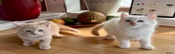 Mixed Breed cats for sale: TWO beautiful half-breed Ragdoll boy kittens. - Advert 4