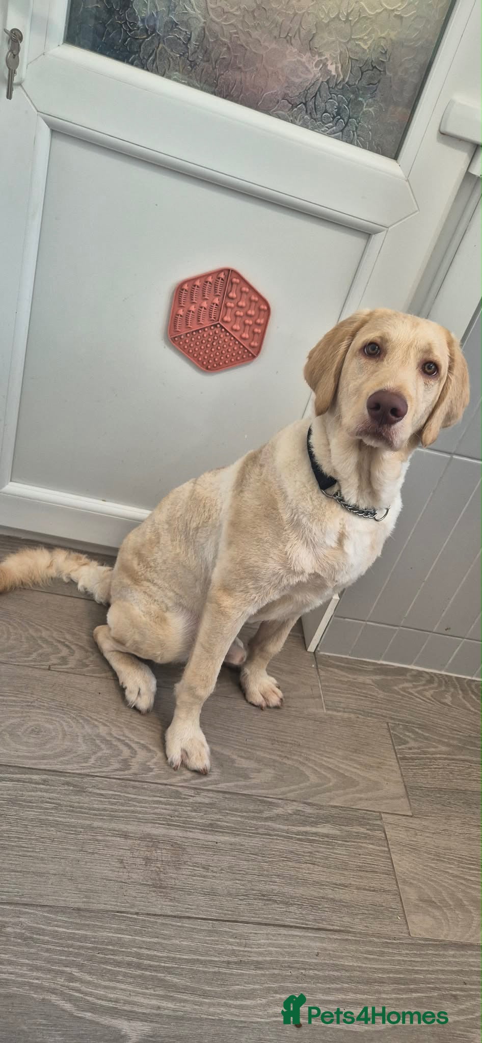 Labradoodle dogs Murphy- 8 Month Old Labradoodle - Advert 2