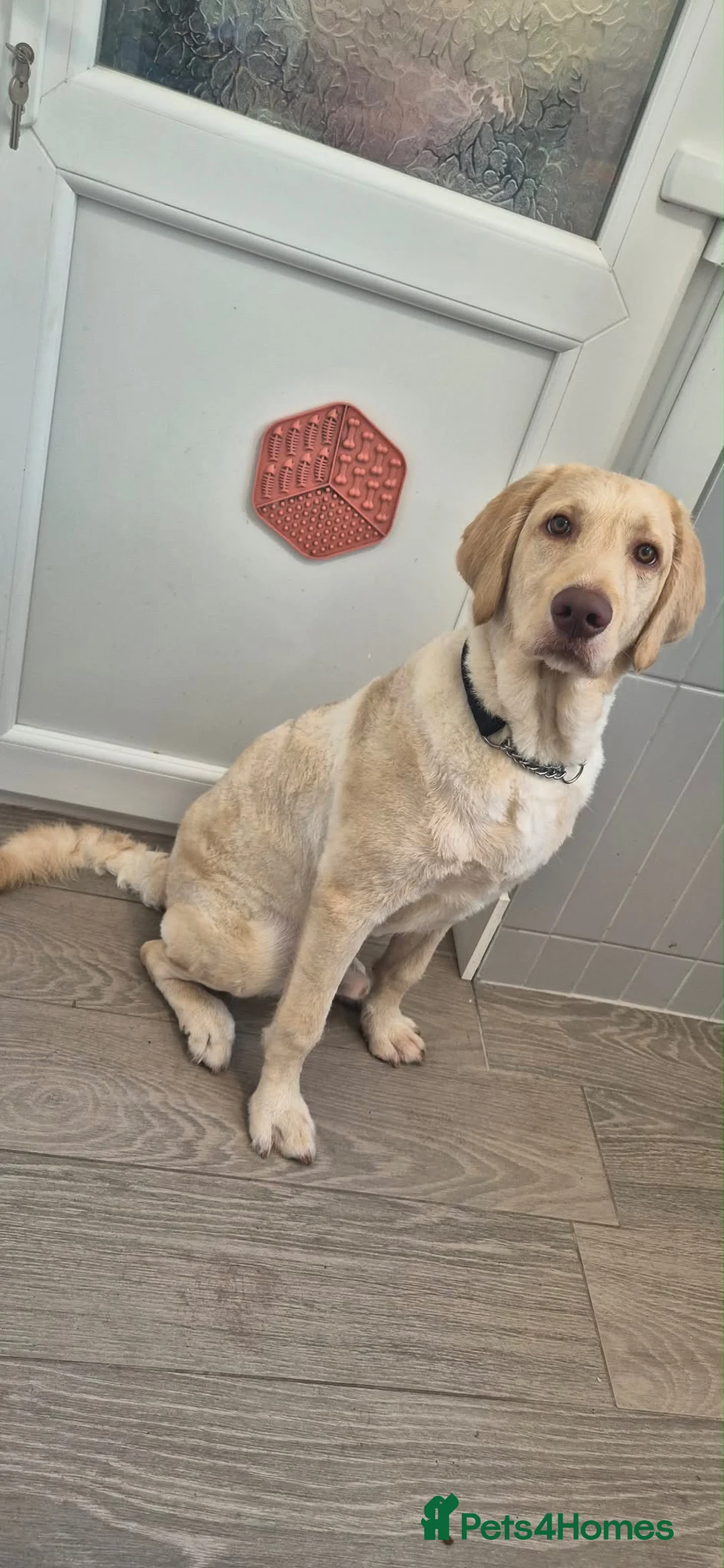 Labradoodle dogs for sale: Murphy- 8 Month Old Labradoodle - Advert 1