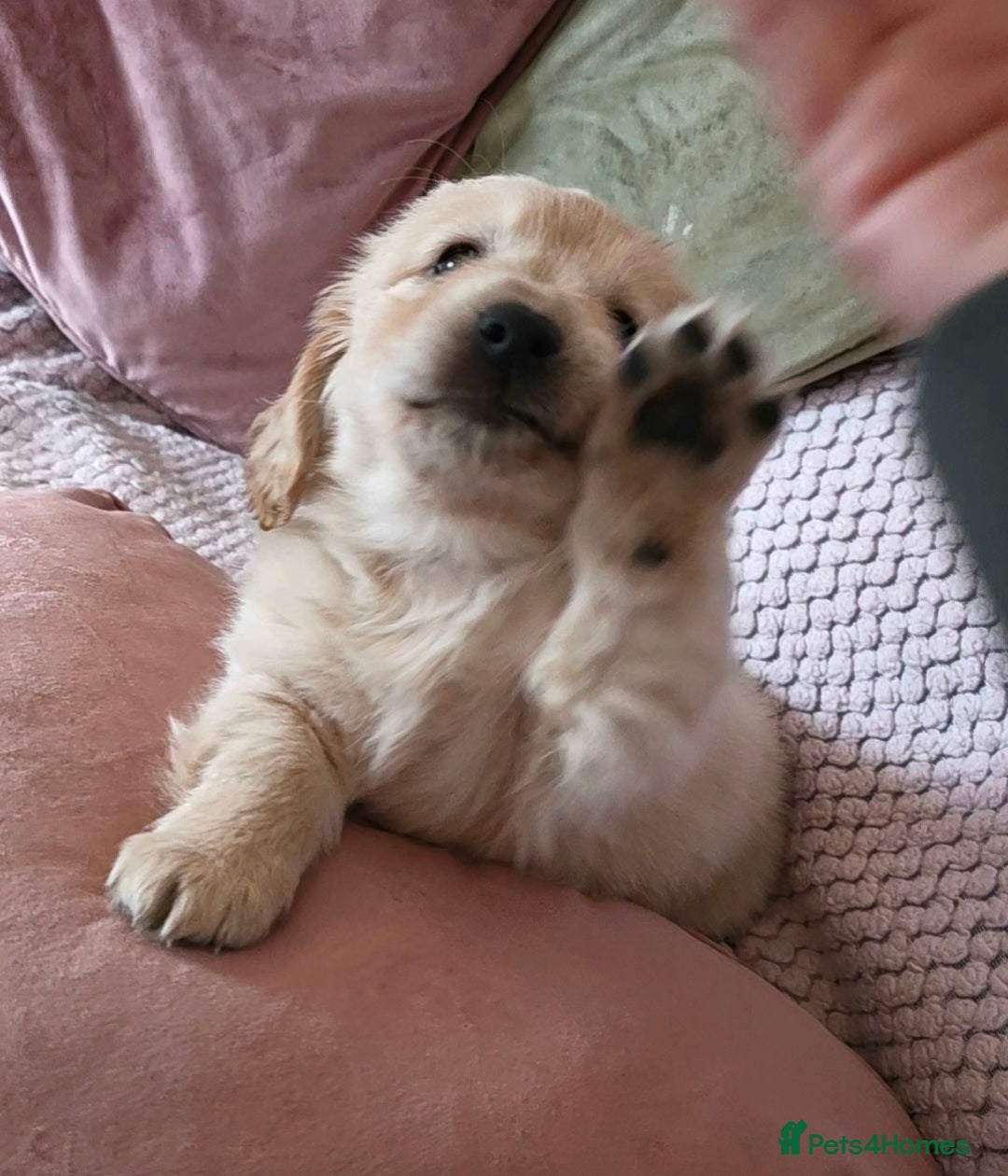Mixed Breed dogs Maltipoo puppies  - Advert 2